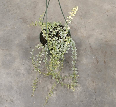 5" Dischidia Million Hearts Variegated HB